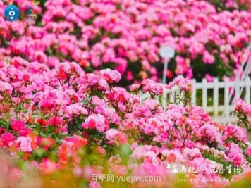 2024年第二届杭州市月季花展举办，赏500万株月季