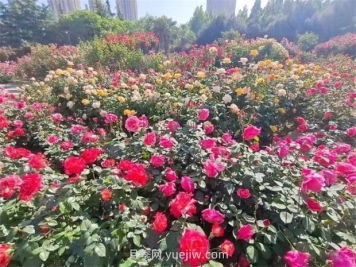 郑州月季公园40万株月季竞相绽放，感受花漾生活