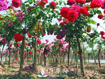 新品“月季树”为北京市花添色彩，居然引种自南阳内乡